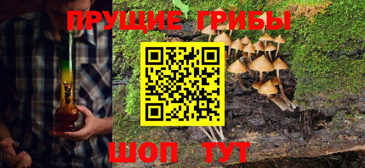 Псилоцибиновые грибы Psilocybe Гулькевичи